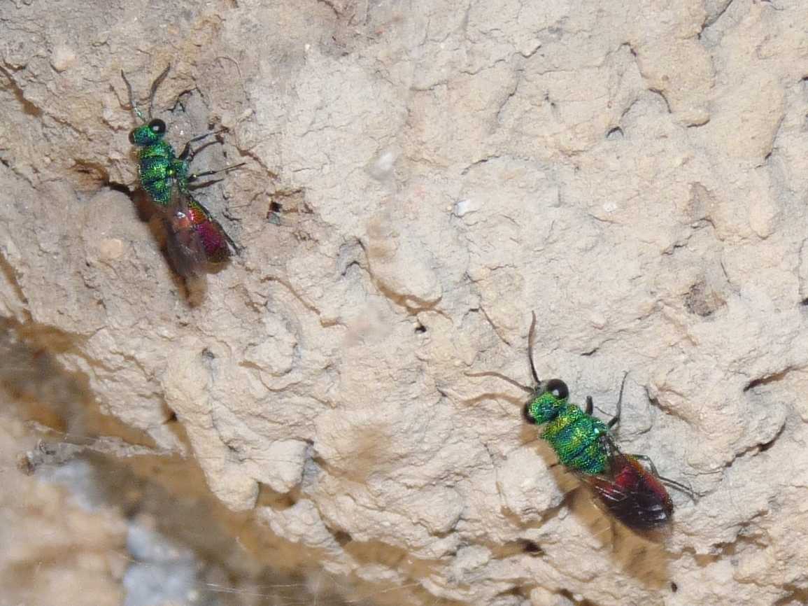 Chrysis cfr holopiga